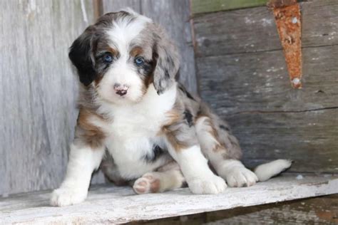  When you choose a Bernedoodle, you get double the fun! Our Bernedoodles come in many colors, including tri-color, blue merle, phantom, sable, and more