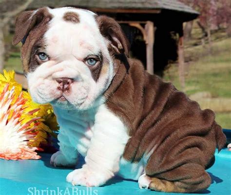  When you find the Bulldog puppy that you like, contact the breeder, work out the details or pay them a visit! Bulldog