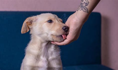  When you first notice your puppy licking your hand instead of biting, you are definitely on the right track
