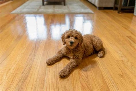  When you leave the house, your Goldendoodle may suffer from separation anxiety, which can cause many issues