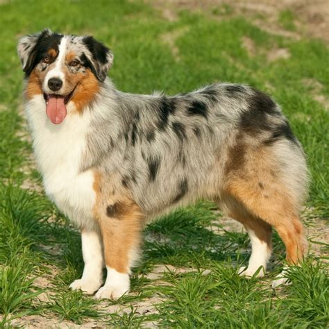  When you look at an adult Australian Shepherd for sale, there should be a readily noticeable difference between the genders, but a female