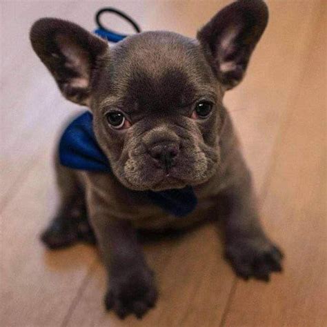  When you look for French Bulldogs for sale in Denver, remember that they are companion dogs