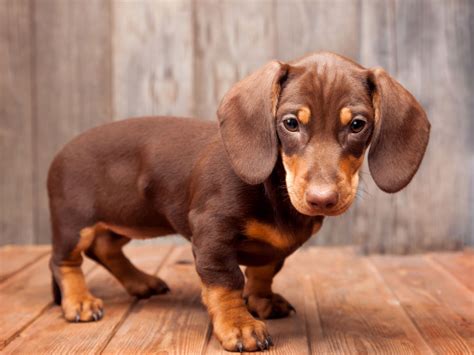  When you mix any dog with a Dachshund or Weiner Dog you get a dog with a long back and short legs! You can buy dog insurance for any dog breed, including American Bullies and Pocket Pitties