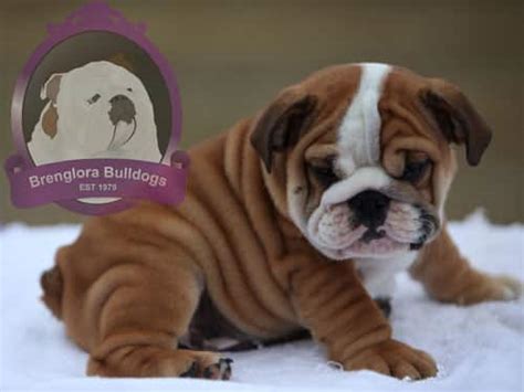  When you purchase a puppy from Brenglora Bulldogs, you will have lifetime advice and guidance