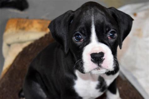  When you start browsing for California Boxer puppies for sale online, you will soon see that California Boxer breeders charge differently based on various factors