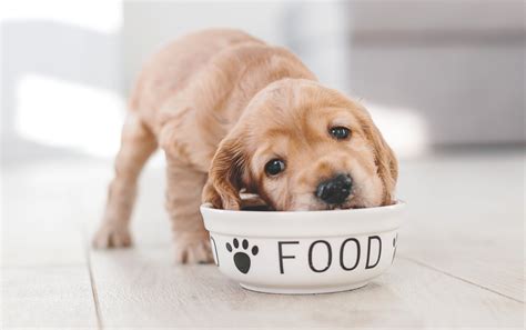  When you take your puppy to his new home, he should already be used to eating puppy food