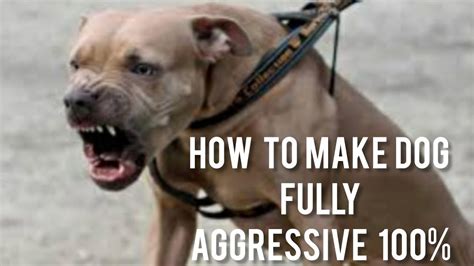  When your dog is frustrated and confused by what you want from them, that is when they can become aggressive