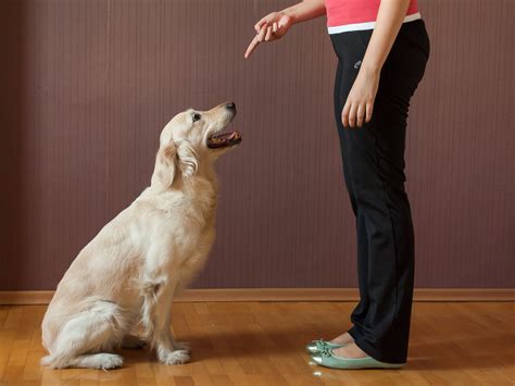  When your guest arrives, give the sit command and allow the guest to give him a treat — but only if the dog is sitting and not being aggressive