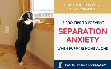  When your puppy has issues such as separation anxiety, you can take note of its body language, including biting, to figure out how to soothe it