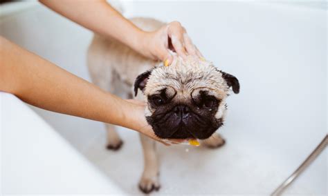  Whenever you bathe your dog, take the time to thoroughly dry the skin between the folds