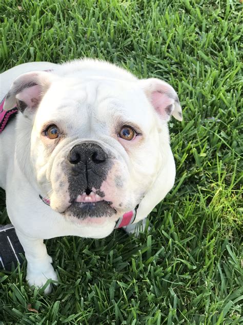  Where are the Rescue Bulldogs? We have a network of foster homes that are well trained and are committed to the care and medical attention a Rescue Bulldog may need until they are adopted
