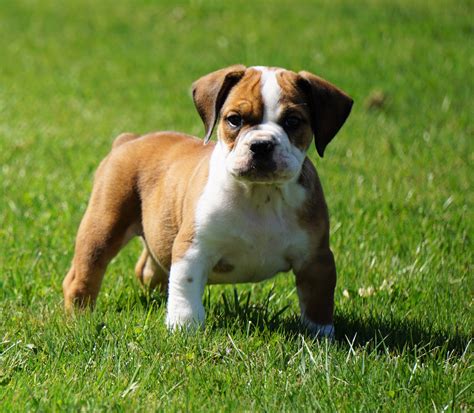  Where can I find Beabull puppies for sale? Here are some Beabull breeders you can contact: