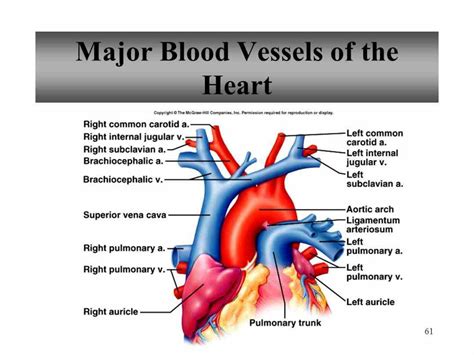  Where do they all live? In the heart and its adjacent large blood vessels