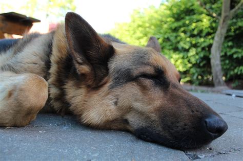  Where should my german shepherd sleep? German shepherds are highly sociable animals and should not be left alone for too long