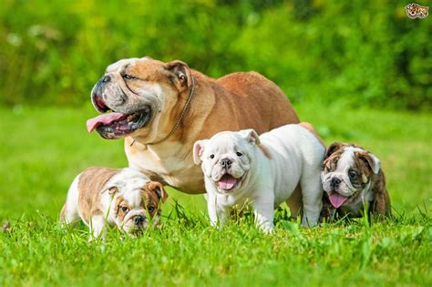  Whether as devoted family pets or show champions, Bulldogs leave an indelible impression wherever they go, becoming beloved companions to those lucky enough to have them by their side