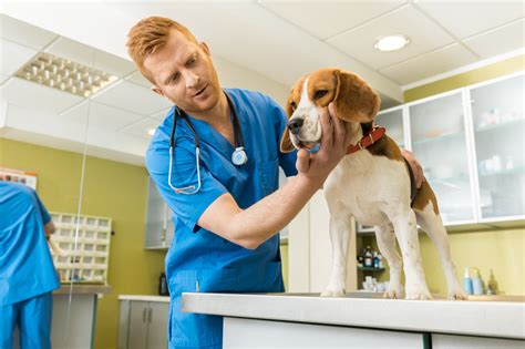  Whether or not the tumor is removed, chemotherapy is also recommended by conventional veterinarians