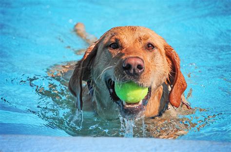  Whether these dogs will like swimming is a coin toss