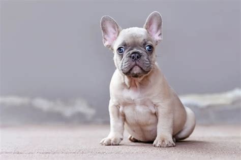  Whether you are considering a young Lilac French Bulldog puppy or an older adult, their unique and striking appearance is sure to turn heads and capture hearts