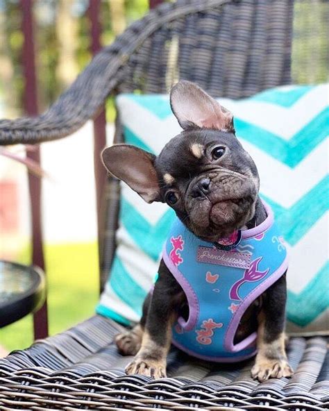  Whether you are still in college, newly married and starting a family or you are retired, buying your first Frenchie may break the bank for you