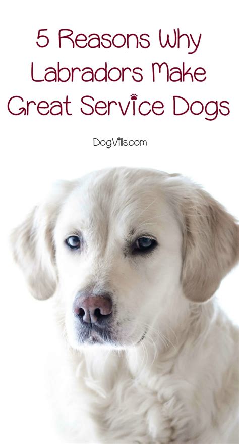  Which is why Labradors exploded so successfully onto the pet scene, and into service roles as well
