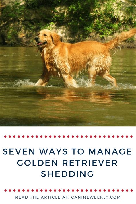  Which of these tips will you try? Do you have any tips for controlling shedding that I left out? Let me know in the comments below! And if you liked this article, check out this post about the best brushes for Golden Retrievers