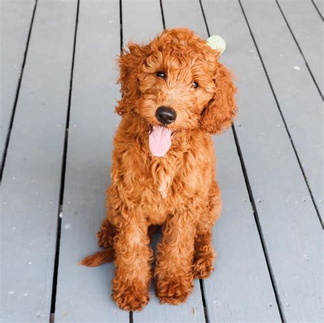  Which ones are your favorite? This has become one of the most sought-after "Doodle breeds" due to their winning combination of good looks, smart wits, and hypoallergenic coats