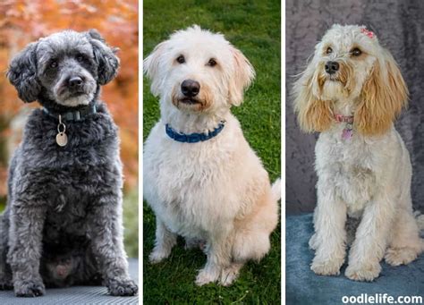  Which poodle mix does not shed? Poodles aren
