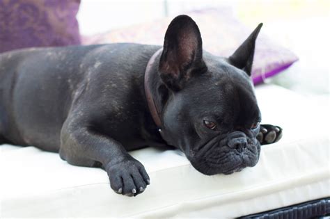  Which segues nicely onto the next pro for owning a French Bulldog; they are a great choice for older people and seniors