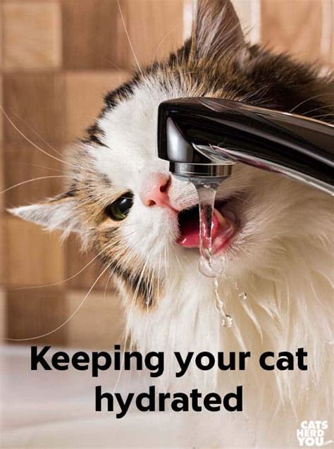  Whichever method you try, be sure to keep your kitty