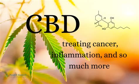  While CBD may be a potential alternative for treating some cancer symptoms, it should not be used instead of prescription medication or other forms of treatment