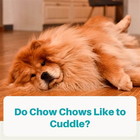  While Chow Chows look cuddly, they can be quite aloof