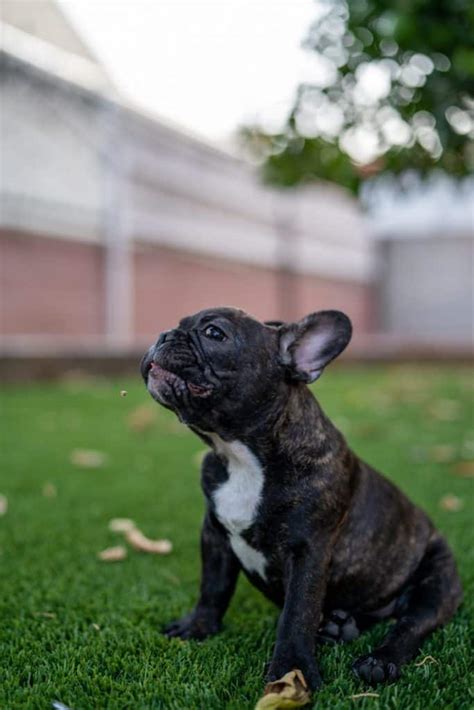  While French Bulldogs are generally accepting of strangers and other animals, some males may be aggressive toward other dogs of the same sex