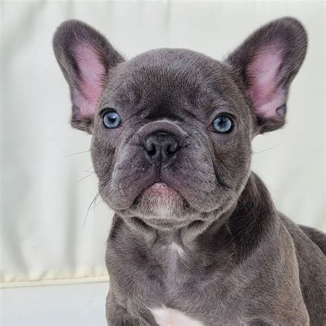  While French bulldogs are adorable, they are specifically bred for their appearance, and this has led to a lot of genetic issues that affect their health and can leave them in a lot of pain in their later years