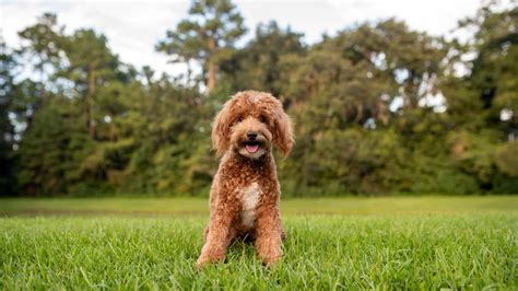  While Goldendoodles can begin responding to basic commands as early as 4 months of age, formal training should only begin at 6—7 months