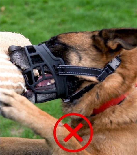  While a muzzle can prevent your dog from biting, it is not a solution to the underlying behavior issue