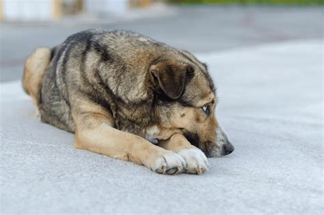  While all dogs are at risk for distemper, weaker dogs are at great risk of contracting it; puppies younger than 4 months, immunocompromised dogs, and dogs who have not been vaccinated against it