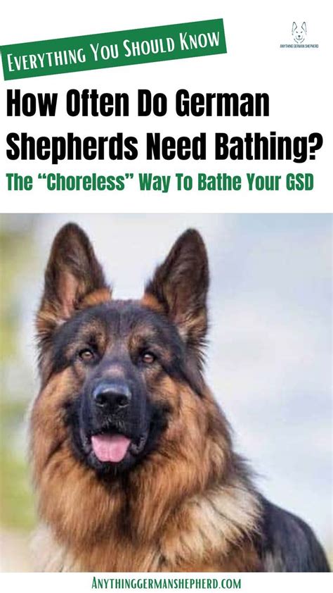  While bathing your German Shepherd is an essential part of their grooming and care, you should only do it to remove dirt and unpleasant odors