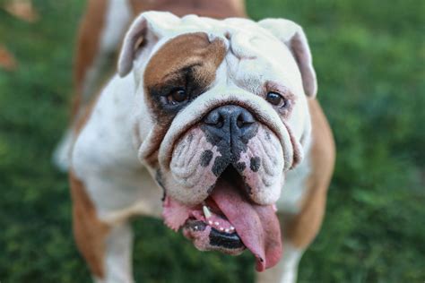  While easy going and friendly, Bulldogs in general are not overly energetic and seem somewhat sedentary by nature