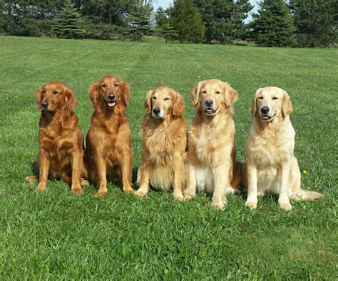  While golden retrievers have coats that stick to the wheat or golden range, a poodle can be one of many colors—this variation also shows up in goldendoodles