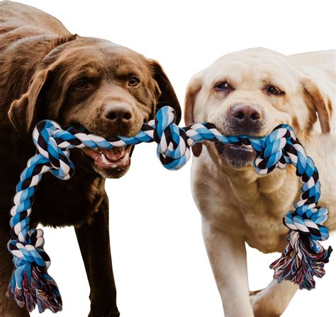  While holding one end of the rope, or another toy, indicate to your pup that they can grab the other end