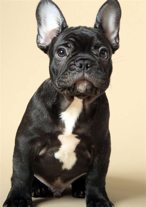  While most French Bulldogs weigh around 25 pounds, these tiny versions can get as small as 5—8 pounds! They are exceedingly rare, though, and are not recognized by the AKC