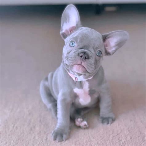  While not all dogs with dilute coat colors develop CDA, it is important for owners of Lilac French Bulldogs to be aware of this potential health issue and monitor their dog