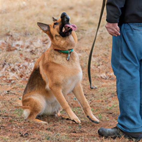  While not overtly exuberant, German Shepherds can harmoniously coexist with other dogs and pets, provided they receive proper guidance from their early days