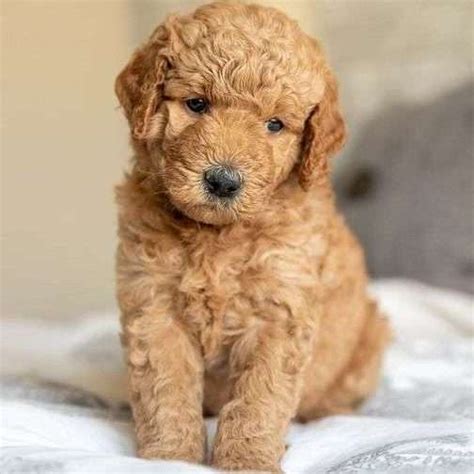  While on the subject of reputable breeders, you may be wondering about the price of a Goldendoodle