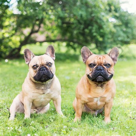  While our goal is for many of our dogs to go on to distinguished show careers, our Frenchies also make the perfect family companion and will change your life forever with their bright, affectionate and playful personalities