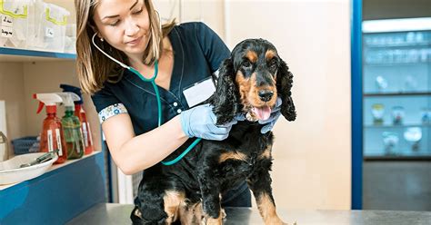  While regular visits to the vet are necessary, there are a few essential dog health items that you might consider to help you care for your dog