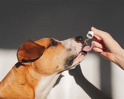  While research is limited, most pet owners will tell you that CBD has really helped their dogs become calmer and more balanced