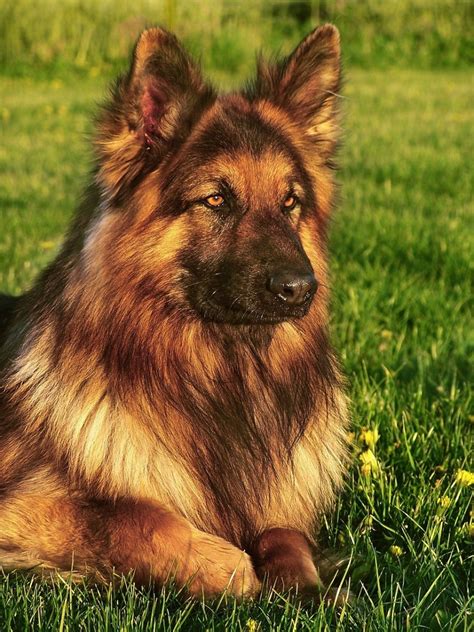  While short-haired German Shepherds dominate the breed standard, enthusiasts of long-haired Shepherds appreciate their unique beauty and elegant appearance