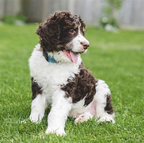  While size may vary, you can count on consistent intelligence and friendliness from any Bernedoodle for sale Tucson AZ breeders have on our site