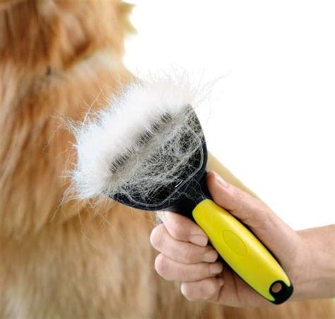  While some will fall to the floor, it is when you brush him over or use a de-shedding tool that you